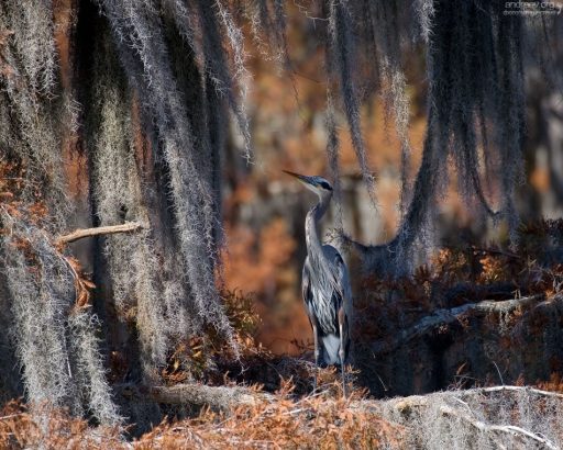 Молодая цапля Great Blue heron среди клочьев испанского мха.