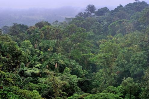 Верхний слой джунглей с высоты одного из подвесных мостов.