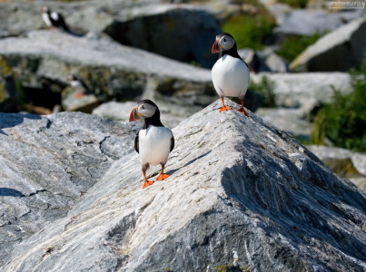 Для строительства гнезд на склонах скал тупики собираются маленькими группками.