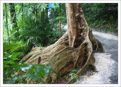 Корни Огненного дерева (Flamboyant Tree). Заповедник Flower Forest.