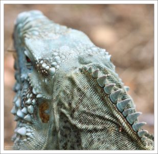 Почти голубой дракон :)