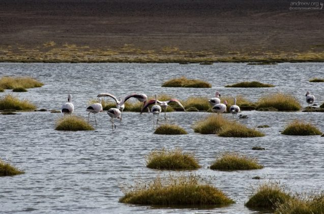 Пугливые Андские фламинго. На пути к El Tatio.