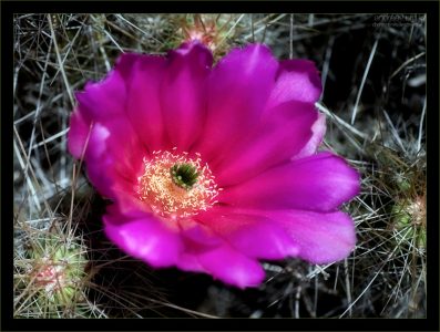 Сочный бутон землянично-клубничного кактуса.