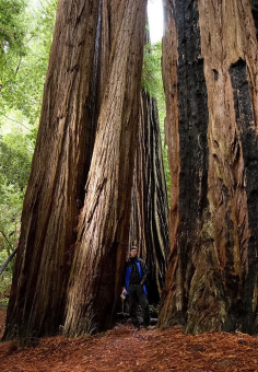 Между огромных деревьев на тропе Tall Trees. Redwood National Park.