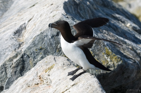 Гагарка появляется на берегу только во время брачного периода и ухаживания за птенцами.