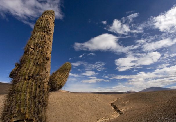 Кактус, достающий до неба.