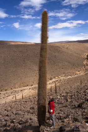 Атакамские кактусы и фигурка человека для масштаба.