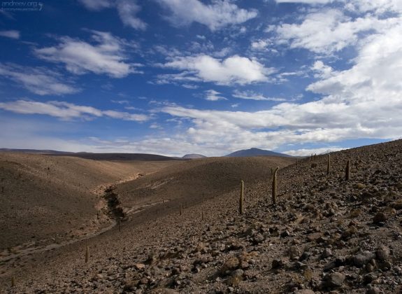 Ущелье гигантских атакамских кактусов.