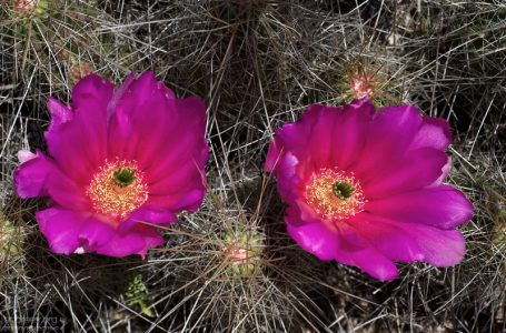 Бутоны-близнецы. Кактус вида Strawberry Pitaya.