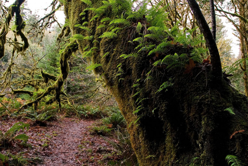 Мох и папоротники отлично приспособились на стволе клена. Redwood National Park.