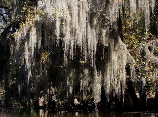 Длинные пряди испанского мха.