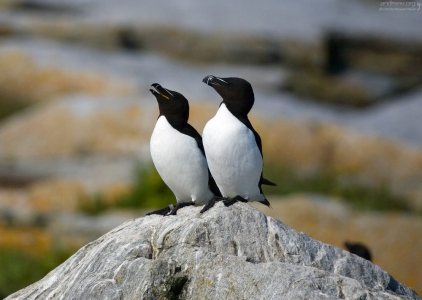 Парочка гагарок.