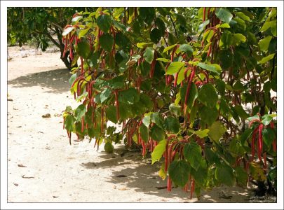 Заросли "кошачьих хвостов".