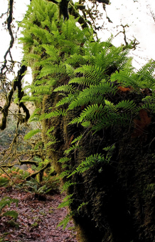 Папоротники-приживалки совершенно безвредны для дерева-хозяина. Redwood National Park.