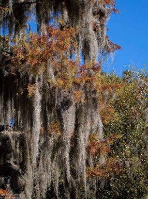 Испанский мох, опутавший кипарис. Этот мох не паразит, а лишайник, добывающий себе пропитание самостоятельно, из воздуха и воды.