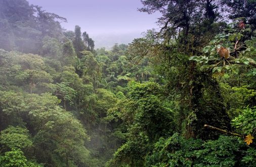 Ливень в джунглях. Без укрытия можно промокнуть до нитки за минуту.