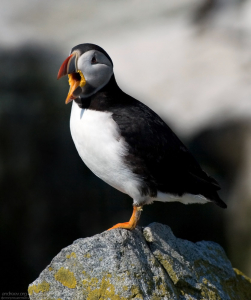 За счет желтого, кожистого нароста, тупик может очень широко раскрывать клюв.