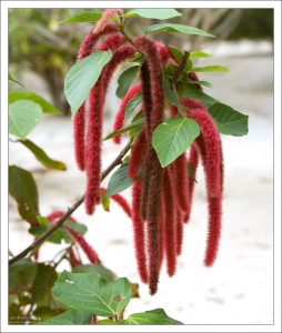 Акалифа щетинистая (Acalypha hispida).