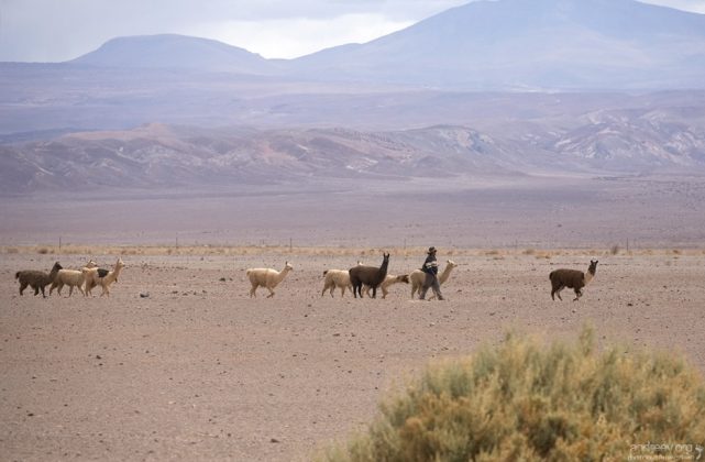 Ламы и козы переходят на другое пастбище.