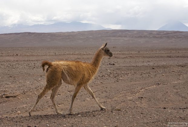 Гуанако вдоль дороги. До свидания, Чили!