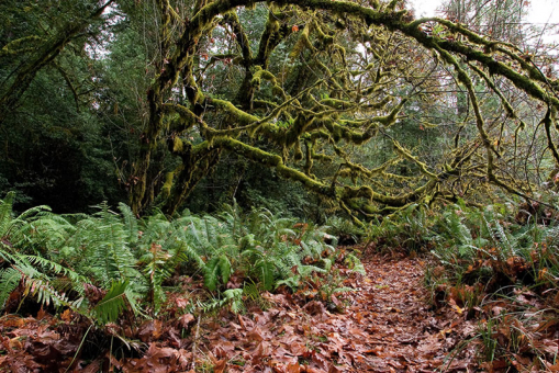Деревья причудливых форм вдоль тропы Tall Trees. Redwood National Park.