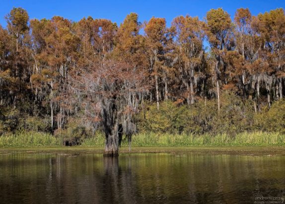 Стена из кипарисов.