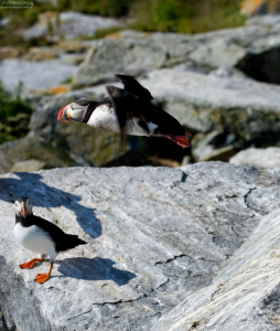 Тупики неплохо летают, но они далеко не лучшие “авиаторы”.