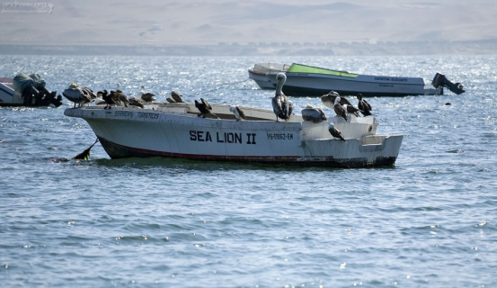 Украв рыбку и наевшись, птицы отдыхают на чем придется.