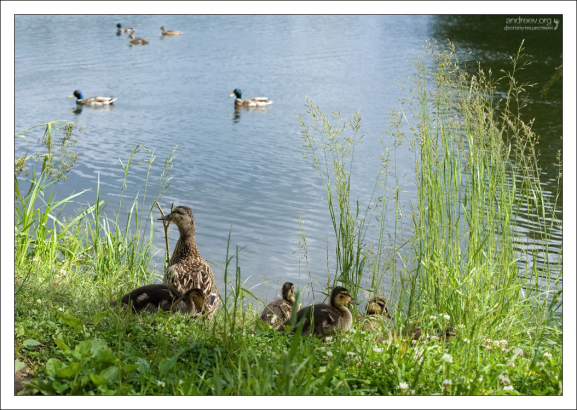 Утка с утятами на берегу Английского пруда. Петергоф.