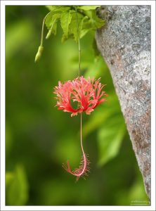 Коралловый гибискус.