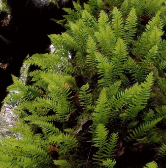 Папоротники-эпифиты, растущие прямо на стволе гигантского клена. Redwood National Park.
