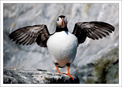 Несмотря на свои сравнительно небольшие размеры, продолжительность жизни птицы около 25 лет.