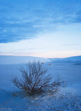 Впавший в зимнюю спячку куст Hoary Rosemarymint.