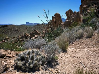 Кактусы трех видов и куст окотилло на тропе Grapevine Hills Trail.