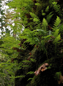 Необычный пушистый из-за папоротников клен. Redwood National Park.