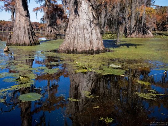 Возраст каждого из кипарисов, растущих на озере, составляет не менее 100 лет. Есть и 700-летние старожилы.