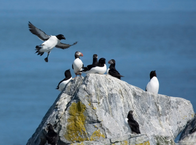 - Посадку, посадку давай!