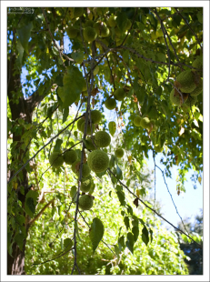 Адамовы или Лошадиные яблоки (Maclura pomifera) на территории Королевской Андалузской школы верховой езды.