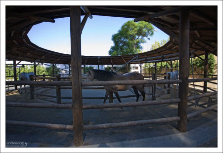 Лошади в прогулочной "вертушке".