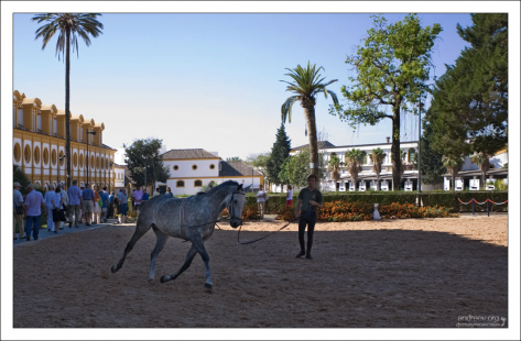 Тренировка чистокровных Андалузских лошадей (Pura Raza Espanola).
