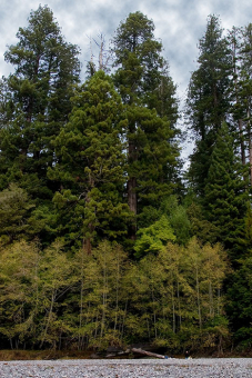 В нижней части фотографии деревья обычного размера и крошечная фигурка человека, за ними - redwoods. Redwood National Park.