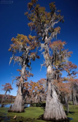 "Колени" кипарисов - отростки, похожие на пеньки, но растущие прямо из корней. Предназначение спорно: то ли для дополнительного снабжения корней кислородом, то ли для лучшего укрепления в земле.