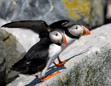 Только что приземлившиеся тупики.