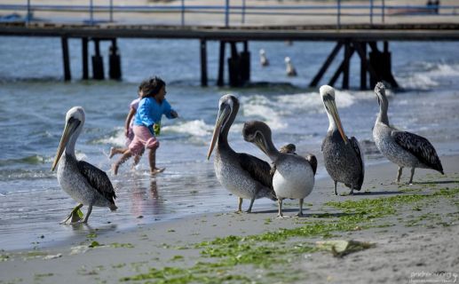Перуанские пеликаны резвятся на пляже вместе с детишками.