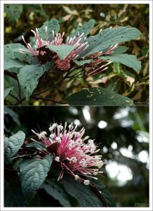 Clerodendrum quadriloculare, или Клеродендрум, прозванный в народе Q-tip (Ушная палочка).