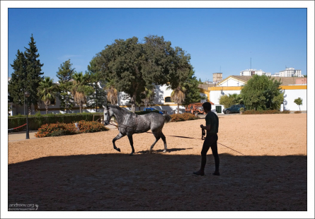 Разминка Андалузской лошади перед выступлением в Королевской школе верховой езды.