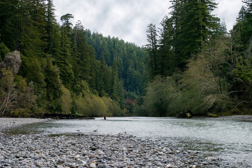 Богатая форелью речка Redwood Creek. Redwood National Park.