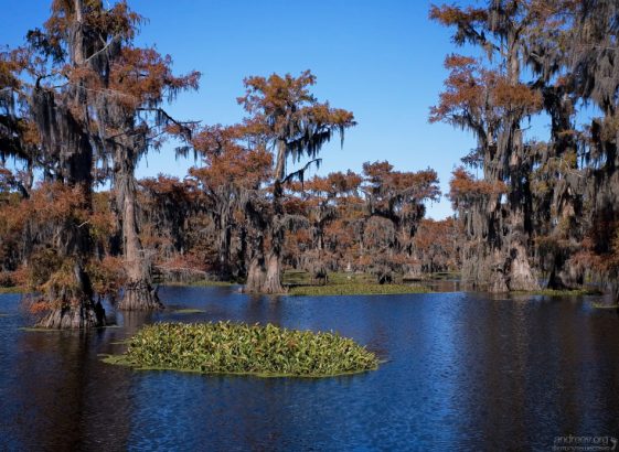 Аккуратные островки зелени на поверхности.