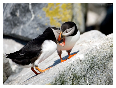 Тýпиковая нежность.