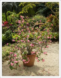 Адениум толстый (Adenium obesum) на входе в “The Floral Colour Garden”.